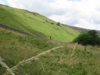 Limestone crag